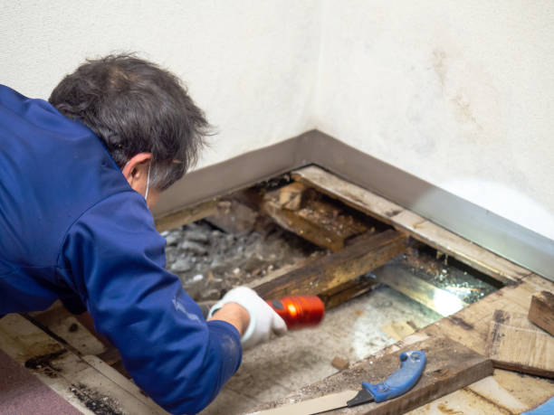 Best Local Mold Removal Service  in Spencer, TN