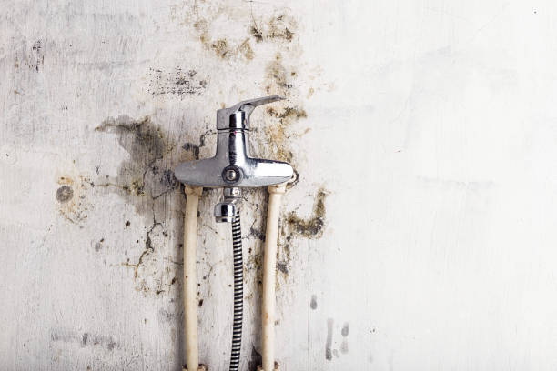 Best Mold Remediation  in Spencer, TN