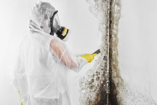 Best Fast Mold Removal  in Spencer, TN