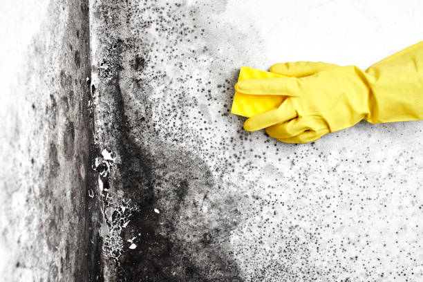 Best Mold Removal Near Me  in Spencer, TN