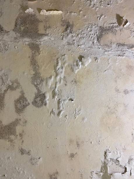 Best Commercial Mold Removal  in Spencer, TN