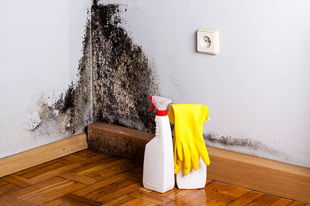 Mold Testing and Removal in Spencer, TN