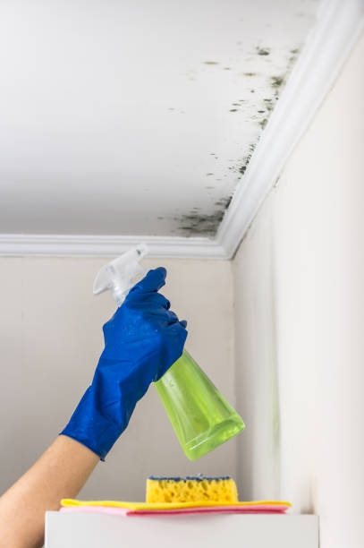 Best Mold Inspection  in Spencer, TN